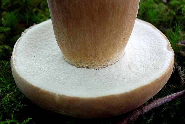 2005 :  Un anno di funghi